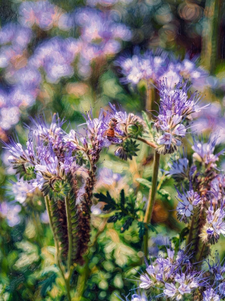Blühende Phacelia mit einer Biene